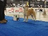  - LE MANS Nov 2018 Expo Canine