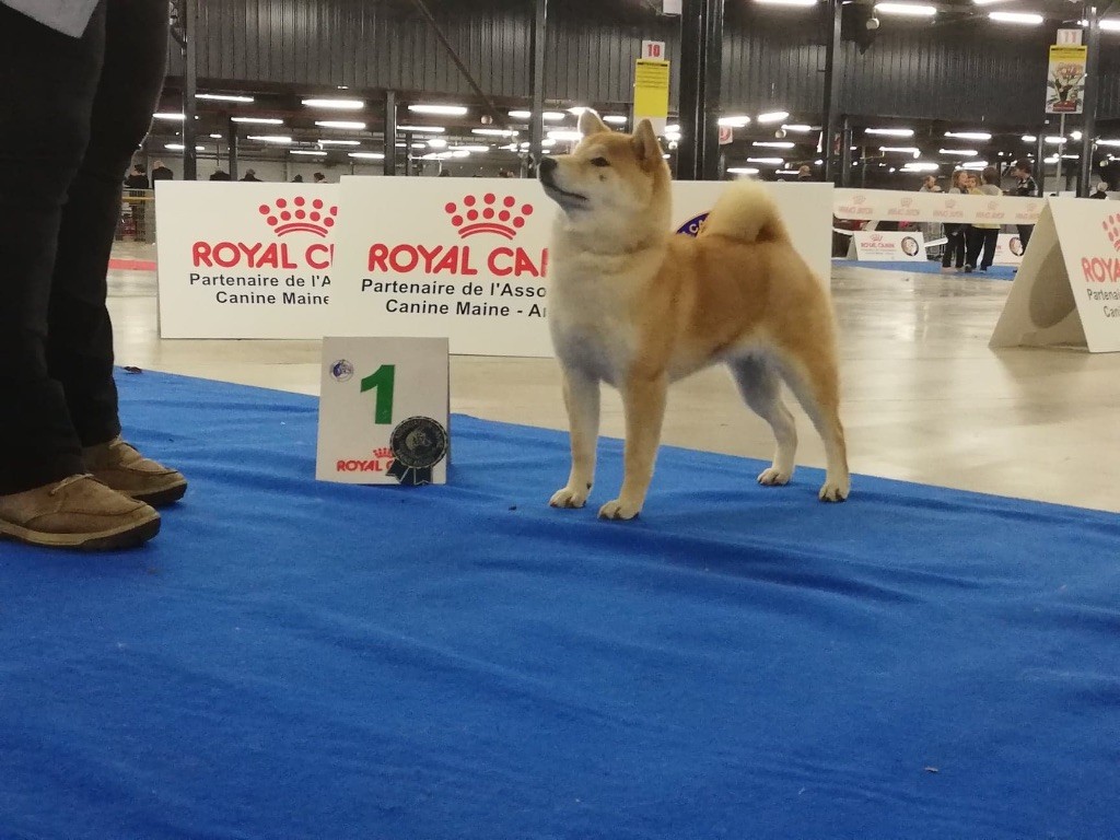 LE MANS Nov 2018 Expo Canine